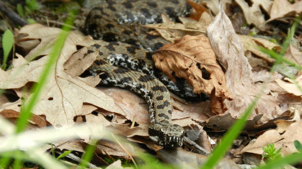 Vipera aspis francisciredi